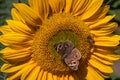 Sunflower and Butterfly, Northern California, USA Royalty Free Stock Photo