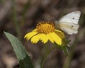 Sunflower Butterfly Royalty Free Stock Photo