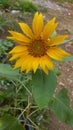 This sunflower can attract people who see it because it is facing the sun which gives optimism and cheerfulness