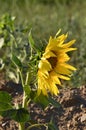 Sunflower Castilla La Mancha Royalty Free Stock Photo