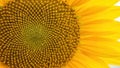 Sunflower Center Spiral Fibonacci Pattern Macro. Royalty Free Stock Photo