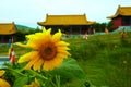 Sunflower before chinese temple Royalty Free Stock Photo