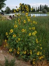 Sunflower Christmas tree summer blooms Royalty Free Stock Photo