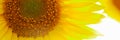 Sunflower circle big yellow flower warm Background Royalty Free Stock Photo