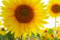 Sunflower circle big yellow flower warm Background Royalty Free Stock Photo