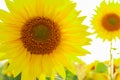 Sunflower circle big yellow flower warm Background Royalty Free Stock Photo