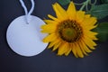 Sunflower and circle blank label paper on dark gray background. Royalty Free Stock Photo