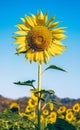 Sunflower with clear blue sky centered in the field