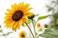 Sunflower with clipping path on smooth background Royalty Free Stock Photo