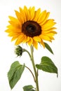 Sunflower with clipping path on smooth background Royalty Free Stock Photo