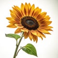 Sunflower with clipping path in smooth background Royalty Free Stock Photo