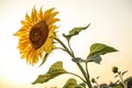 Sunflower with clipping path in smooth background Royalty Free Stock Photo