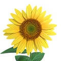 Sunflower Close Royalty Free Stock Photo