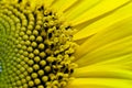 Sunflower close-up Royalty Free Stock Photo