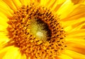 Sunflower close-up