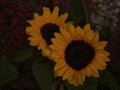 Two sunflowers close up Royalty Free Stock Photo