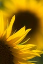 Sunflower close up Royalty Free Stock Photo