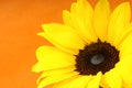 Sunflower close-up Royalty Free Stock Photo