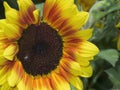 Sunflower close up