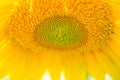 Sunflower Close Up