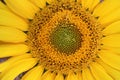 Sunflower close-up Royalty Free Stock Photo