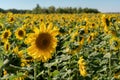Sunflower close-up against the background of a field of sunflowers under a blue sky. Royalty Free Stock Photo