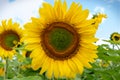 Sunflower close-up, against a blue sky Royalty Free Stock Photo