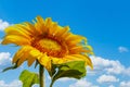 Sunflower close-up against a blue sky. Lonely sunflower flower on a background of a beautiful sky with copy space Royalty Free Stock Photo