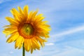 Sunflower close-up against a blue sky. Lonely sunflower flower on a background of a beautiful sky with copy space Royalty Free Stock Photo
