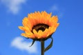 Sunflower close-up against sky Royalty Free Stock Photo