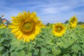 Sunflower close-up on a background of blue sky on a sunny day. Royalty Free Stock Photo