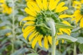 Sunflower Close-Up Royalty Free Stock Photo