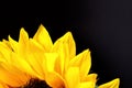 Sunflower close up with a black background