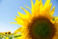 Sunflower close-up on blue sky Royalty Free Stock Photo