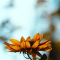 Sunflower close-up on a blurred blue sky background Royalty Free Stock Photo