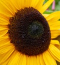 Close Up of Sunflower