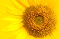 Sunflower close-up details of the sunflower disk and the ray with tiny disk flowers against yellow background macro photo. Royalty Free Stock Photo