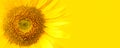 Sunflower close up details on yellow banner wide background macro photo. Concept for summer, sun, sunshine, summer holidays travel