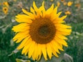 Sunflower close up, an experimental field of sunflowers in permafrost conditions Royalty Free Stock Photo