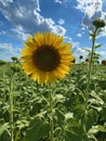 Sunflower close up