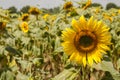 Sunflower close up