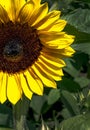 Sunflower close up in a field Royalty Free Stock Photo