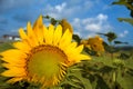 Sunflower close up. Field of blooming sunflowers on a background blue sky. Royalty Free Stock Photo