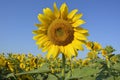 Sunflower close-up in the field. Inflorescence of a bright yellow sunflower against a clear blue sky. Royalty Free Stock Photo