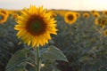 Sunflower close-up in a sunflower field in summer Royalty Free Stock Photo
