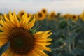 Sunflower close-up in a sunflower field in summer Royalty Free Stock Photo
