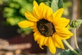 Sunflower close-up flower, honey oil plant on green natural background on a sunny summer day in the garden Royalty Free Stock Photo