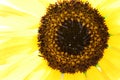 Sunflower close-up in full bloom