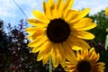 Sunflower close-up in full bloom