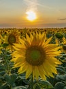 Sunflower close-up illuminated by the rays of the setting sun against the sunset Royalty Free Stock Photo